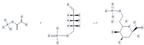 2-Propenoic acid,2-(phosphonooxy)- can be used to produce 2,4,5-trihydroxy-6-(1-hydroxy-2-phosphonooxy-ethyl)-tetrahydro-pyran-2-carboxylic acid at the temperature of 37 °C